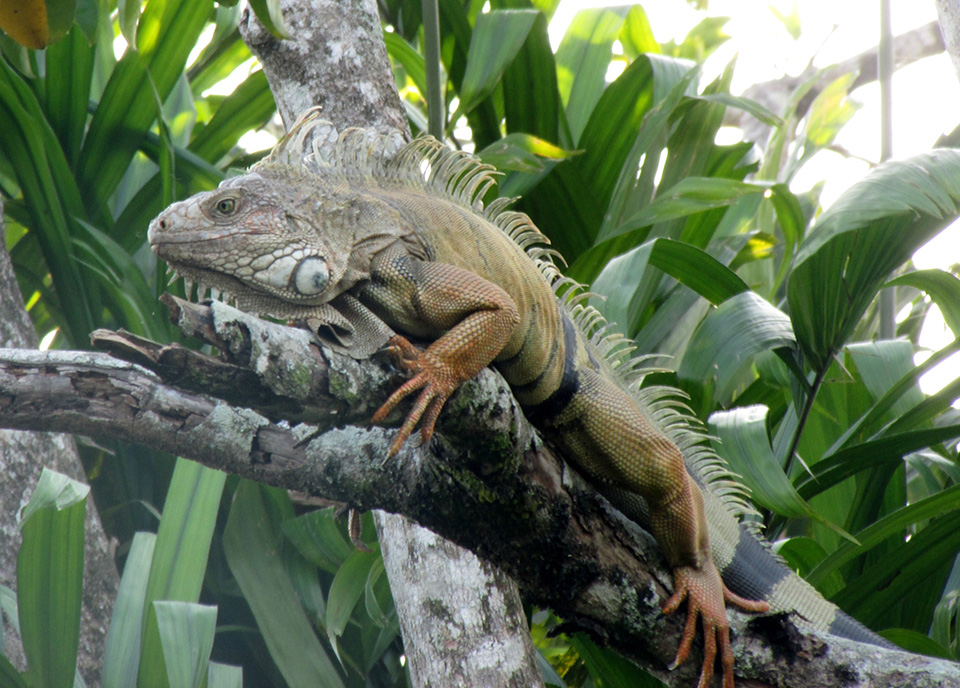 La Iguana